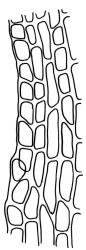 Campylopodium capillaceum, mid laminal cells. Drawn from D. Petrie s.n., Sept. 1896, CHR 608252.
 Image: R.C. Wagstaff © Landcare Research 2018 